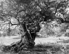 OLIVIERS, 2008-2011 INKJET, PIGMENT INK 114 X 114 CM EACH