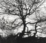 ANTIGONI KAVVATHA AGONY IN THE GARDEN, 2010 ACRYLICS ON MYLAR  158 X 122 CM