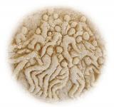 … A STORY I NEVER FORGOT…, 2013 VIDEO INSTALLATION VIDEO STILL OF THE EPISODE “HOSTS=VICTIMS”, OBJECT MADE WITH FLOUR AND WATER