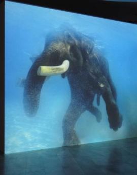 Central Exhibition "Everywhere but Now" Sheba Chhachhi / The Water Diviner, 2008 Macedonian Museum of Contemporary Art