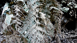 1.Melitopoulos_Anderson_Unearthing Disaster still NEW_slider